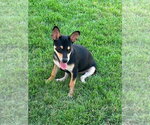 Small #2 Mutt