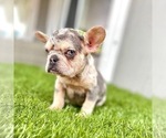 Small Photo #78 French Bulldog Puppy For Sale in ORLANDO, FL, USA