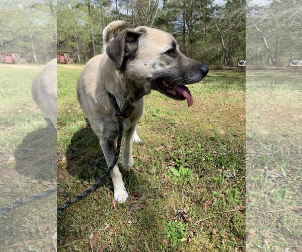 Medium Photo #4 Mutt Puppy For Sale in Woodbury, NY, USA