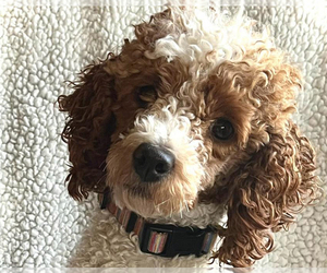 Mother of the Poodle (Miniature) puppies born on 01/23/2026