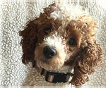 Small Photo #1 Poodle (Miniature) Puppy For Sale in ALPENA, MI, USA