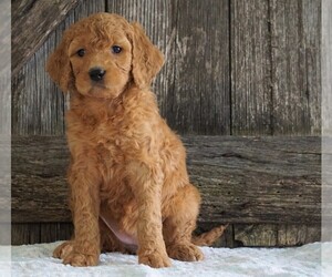Goldendoodle-Poodle (Standard) Mix Puppy for sale in FREDERICKSBG, OH, USA