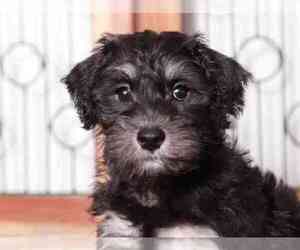 Schnoodle (Miniature) Puppy for sale in NAPLES, FL, USA