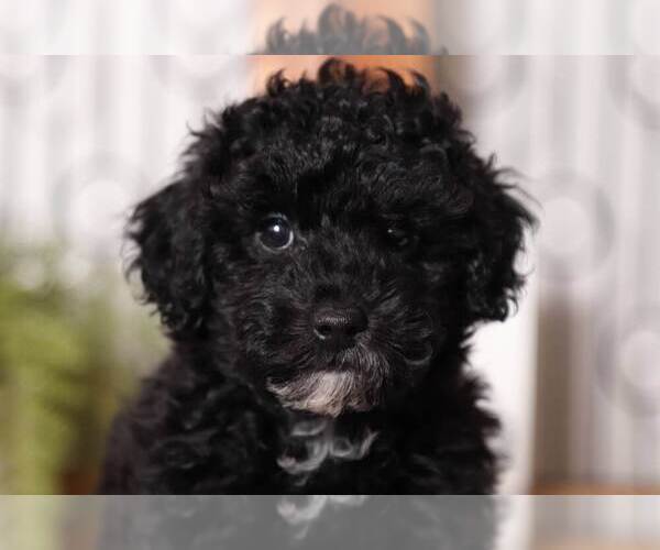 Medium Photo #3 Poodle (Toy) Puppy For Sale in NAPLES, FL, USA