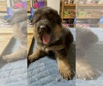 Small Photo #2 German Shepherd Dog Puppy For Sale in ELLENSBURG, WA, USA
