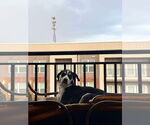 Small #4 Huskies  Mix