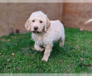 Miniature Labradoodle Puppy for sale in STEVENS, PA, USA