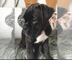 Puppy Puppy 10 Boxer