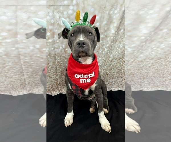 Medium Photo #7 Staffordshire Bull Terrier-Unknown Mix Puppy For Sale in Germantown, OH, USA