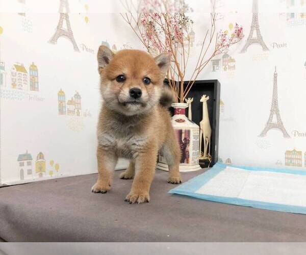 Medium Photo #1 Shiba Inu Puppy For Sale in ROWLAND HEIGHTS, CA, USA