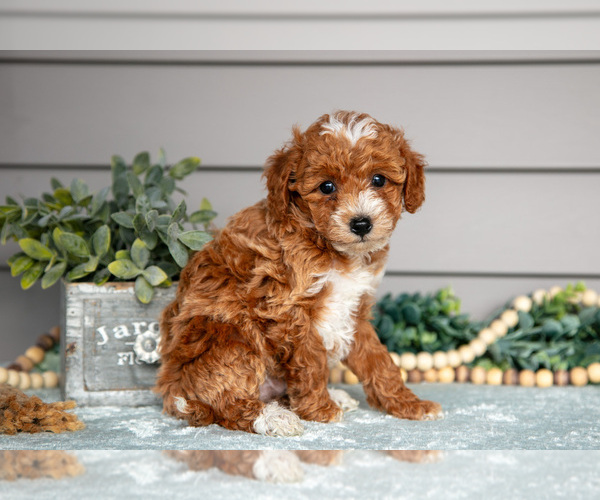 Medium Photo #3 Poodle (Miniature) Puppy For Sale in WOLCOTTVILLE, IN, USA