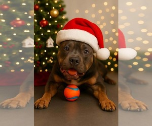 Blue - Male American Pit Bull Terrier-Unknown Mix Dog for Adoption - Photo #3