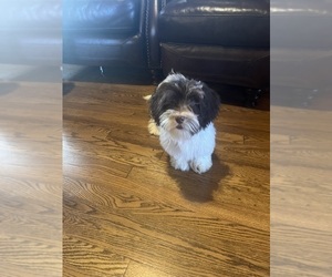 Havachon Puppy for sale in JASPER, GA, USA