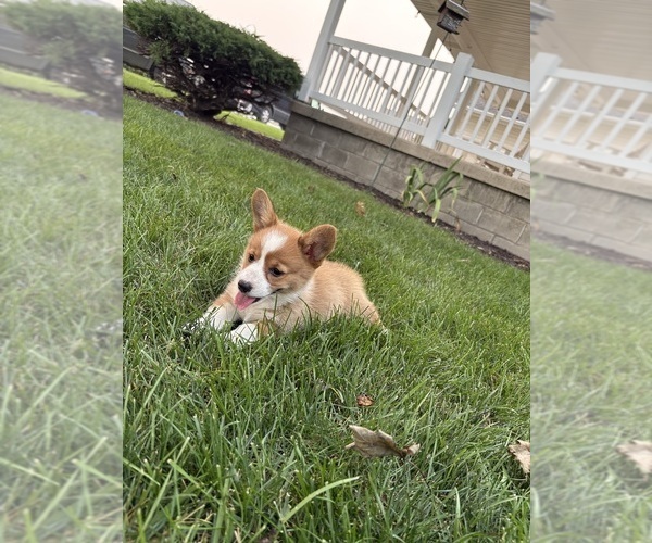 Medium Photo #36 Pembroke Welsh Corgi Puppy For Sale in MILFORD, IN, USA