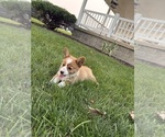 Small Photo #36 Pembroke Welsh Corgi Puppy For Sale in MILFORD, IN, USA