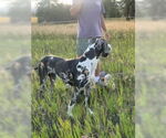 Small #1 Great Dane