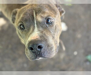 Mutt Dogs for adoption in Tulsa, OK, USA