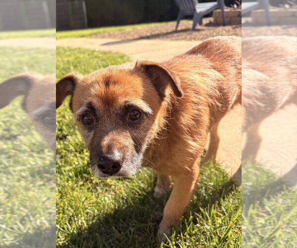 Medium Photo #1 Jack Russell Terrier-Unknown Mix Puppy For Sale in Springdale, PA, USA
