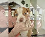 Small American Staffordshire Terrier Mix