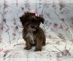 Small Photo #8 Poovanese Puppy For Sale in LAKELAND, FL, USA