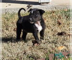 Small #2 Labrador Retriever Mix
