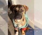 Small Doberman Pinscher Mix