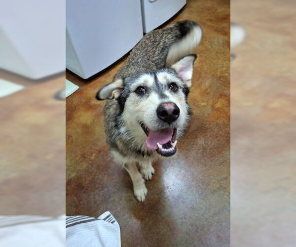 Medium Photo #2 Airedale Terrier-Huskies  Mix Puppy For Sale in Mountain View, AR, USA