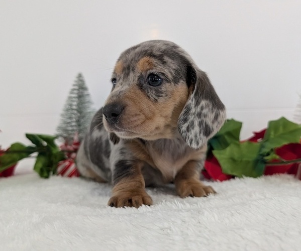 Medium Photo #4 Dachshund Puppy For Sale in GOSHEN, IN, USA