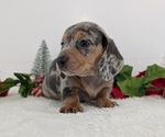 Small #3 Dachshund