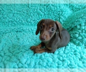 Dachshund Puppy for sale in LAUREL, MS, USA