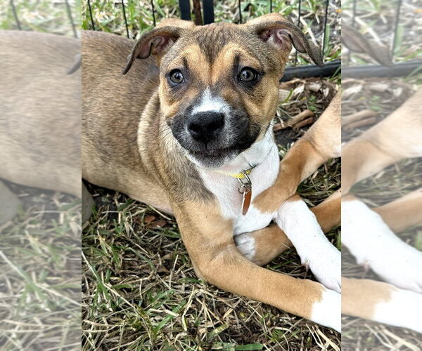 Medium Photo #4 Labrador Retriever-Unknown Mix Puppy For Sale in Royal Palm Beach, FL, USA