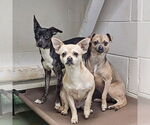 Small #4 Italian Greyhuahua
