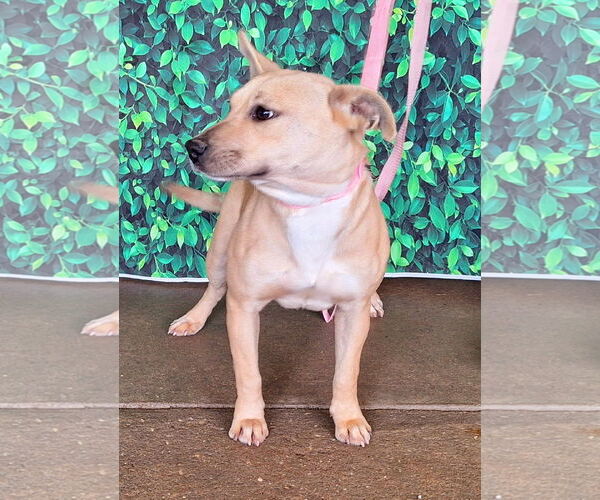 Medium Photo #2 American Pit Bull Terrier-Unknown Mix Puppy For Sale in Wetumpka, AL, USA