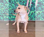 Small #1 American Pit Bull Terrier Mix