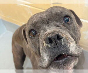 Mutt Dogs for adoption in Tulsa, OK, USA