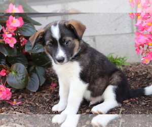 Norwegian Elkhound-Unknown Mix Puppy for sale in SHILOH, OH, USA