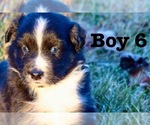 Puppy Puppy Boy 6 Australian Shepherd