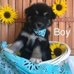 Small Photo #1 Alaskan Malamute Puppy For Sale in VALENTINE, NE, USA