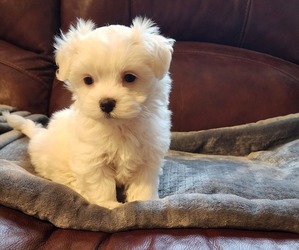 Maltese Puppy for sale in BENSON, NC, USA
