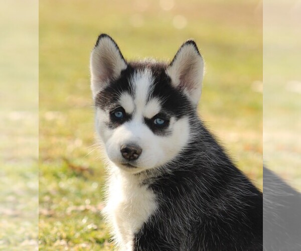 Medium Photo #2 Siberian Husky Puppy For Sale in STEVENS, PA, USA