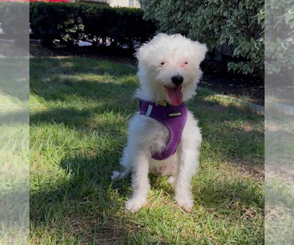 Medium Photo #2 Mutt Puppy For Sale in Menifee, CA, USA