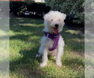 Rumi - Female Mutt Dog for Adoption - Photo #2