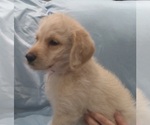 Small Photo #4 Labradoodle Puppy For Sale in JEFFERSONTOWN, KY, USA