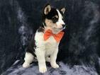 Small Photo #14 Shiba Inu Puppy For Sale in ELDORA, PA, USA