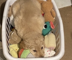 Golden Retriever Puppy for sale in LYNNWOOD, WA, USA