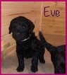 Small Photo #18 Goldendoodle Puppy For Sale in FREDERICKSBURG, VA, USA