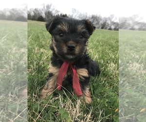 Yorkshire Terrier Puppy for sale in IRVINGTON, KY, USA