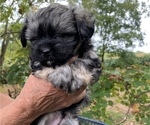 Small Photo #23 Havanese Puppy For Sale in KODAK, TN, USA