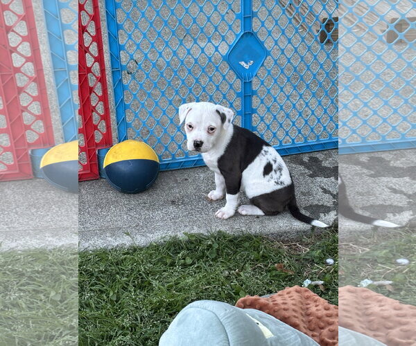 Medium Photo #5 American Pit Bull Terrier-Labrador Retriever Mix Puppy For Sale in Holly Springs, NC, USA