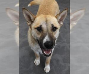 Mutt Dogs for adoption in Thief River Falls, MN, USA